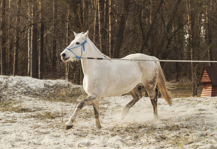 蓝色的缰绳白马走在灰色的天空背景下的沙滩上