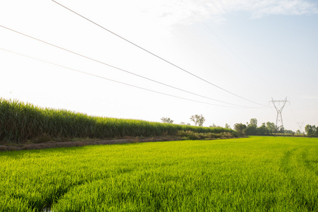输电线路在稻田里