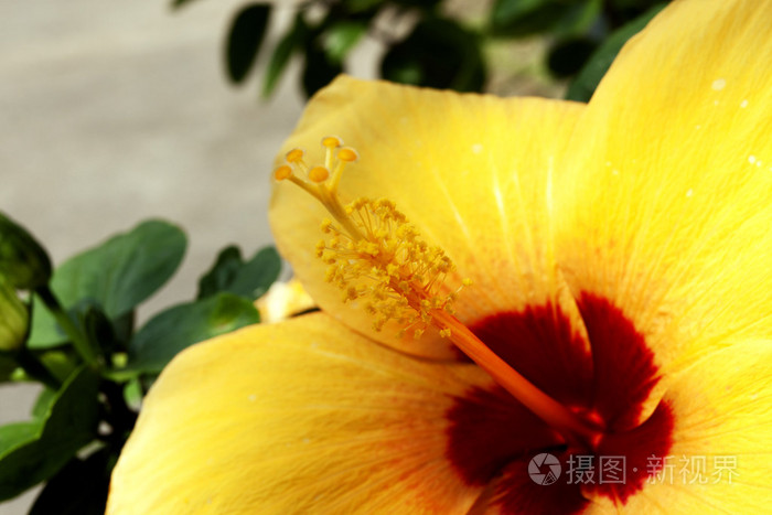 关闭了月季花的花粉