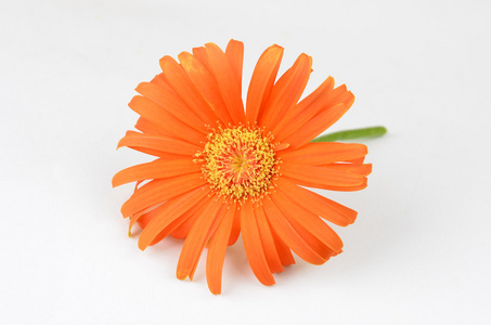 橙色非洲菊花卉