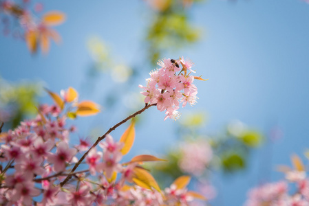 特写镜头的野生喜马拉雅樱花盛开 李属樱野 与蜜蜂