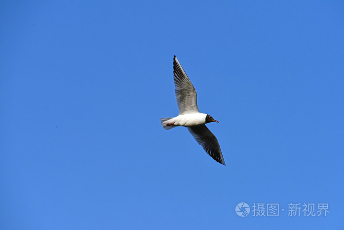 鸟儿越过池塘