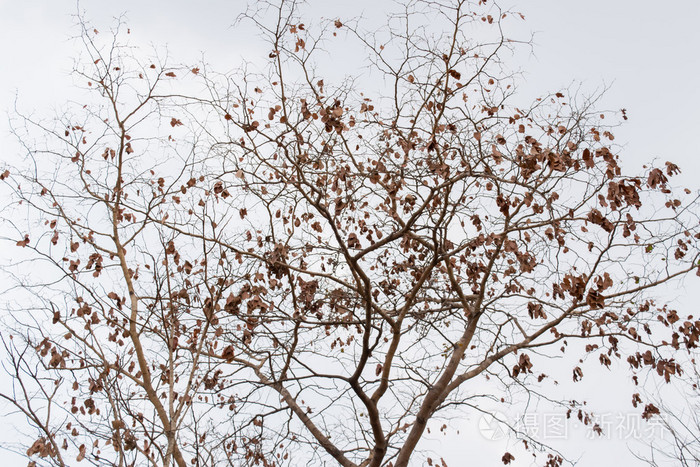 天空背景下的枯树的树枝和叶子