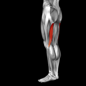 人体上腿解剖和肌肉