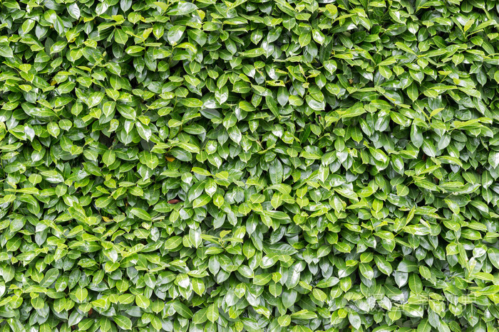 绿色的树叶墙背景