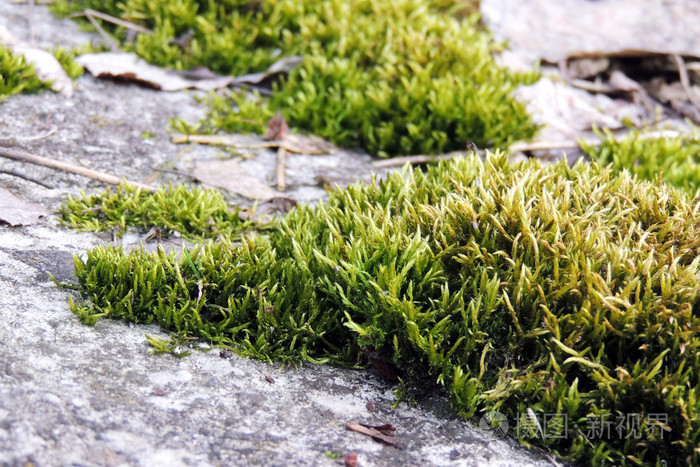 苔藓苔藓上的叶子