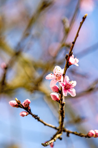 桃花在春天在德国