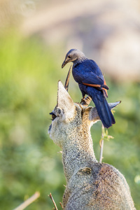 红翅椋鸟在南非克鲁格国家公园图片