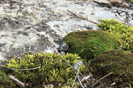 苔藓。苔藓上的叶子