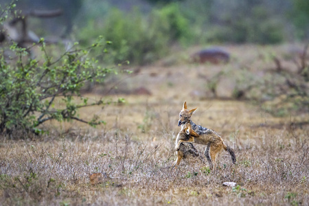 黑背豺在南非克鲁格国家公园