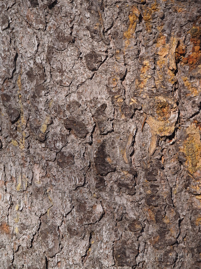 森林中的云杉树皮