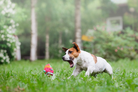 杰克罗素梗犬犬种走上性质