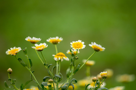 有绿色背景的野生菊花照片