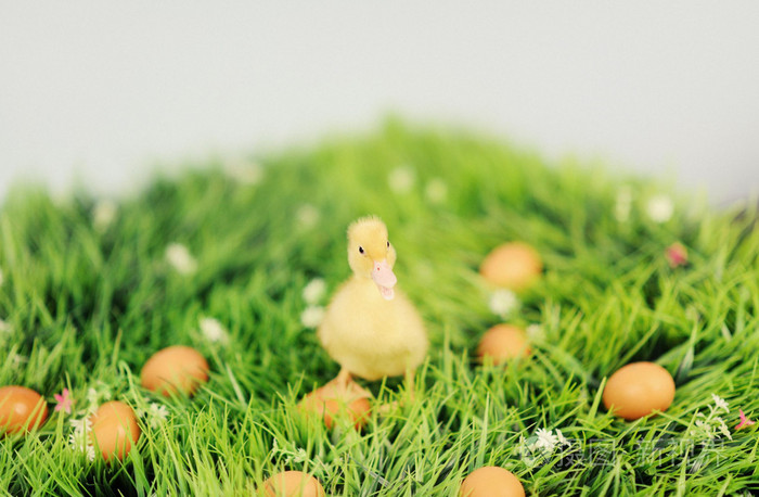 绿草与周围的蛋宝宝鸭