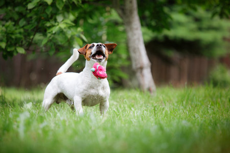 杰克罗素梗犬犬种走上性质