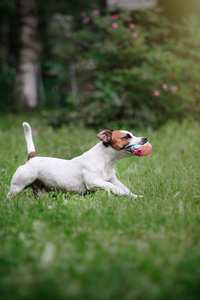 杰克罗素梗犬犬种走上性质