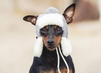 长耳朵的黑色棕色狗在帽子里。