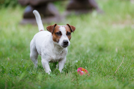 杰克罗素梗犬犬种走上性质