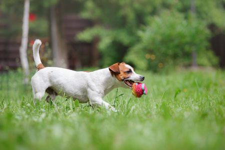 杰克罗素梗犬犬种走上性质