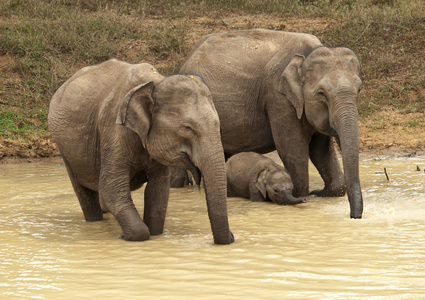 Elephantsfamily 的大象来喝一杯