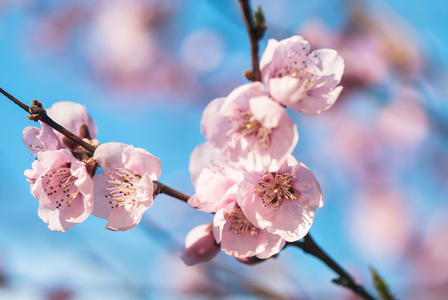 桃花花枝图片