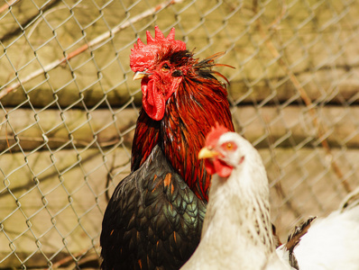 用红红的鸡冠和脖子站在白鸡旁边的地面上的黑公鸡