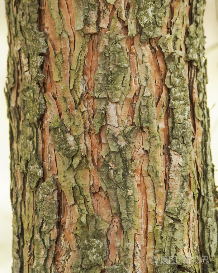 松树的绿色棕色树皮