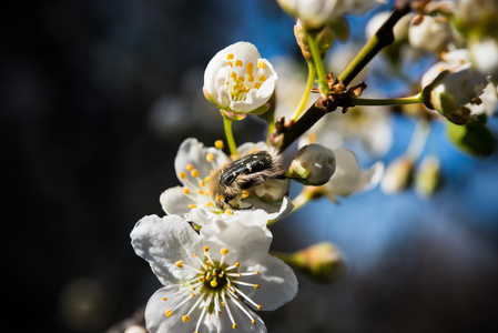 甲虫在杏树上一朵花