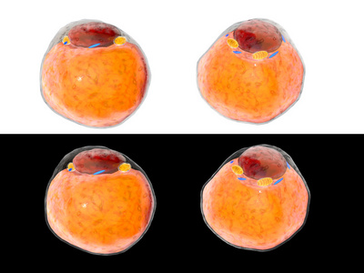 显示胃粘膜肠上皮化生,如在显微镜下观察脂肪组织的脂肪细胞