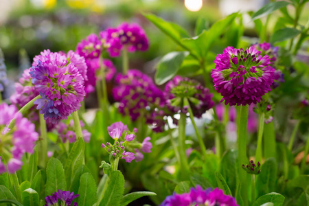 紫罗兰色和紫色的花草