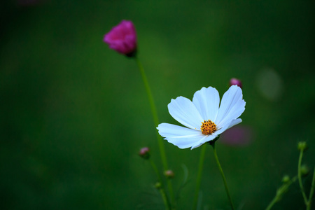 白宇宙花场