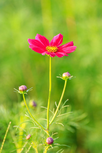 田野上的粉红色宇宙花