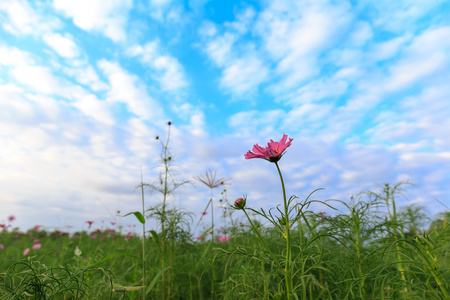 与天空的领域的粉红色宇宙花