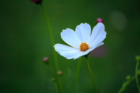 白宇宙花场