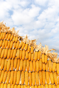 旧粮仓的屋顶下建了一大堆粮食.东欧和俄罗斯的老技术都是农业技术.