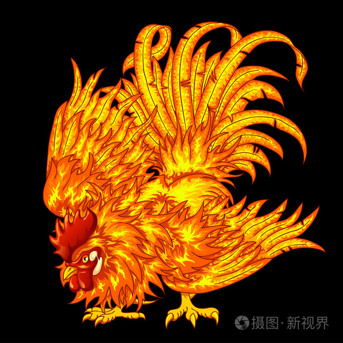 战斗在一个黑色的火红公鸡