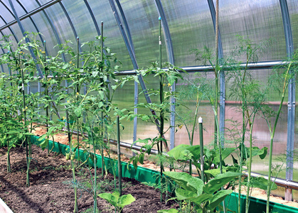 年轻人在温室植物番茄幼苗