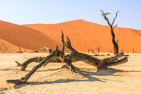 Deadvlei 死树