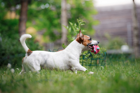 杰克罗素梗犬犬种走上性质