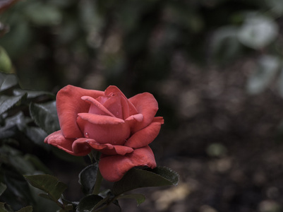 一朵孤独的红玫瑰