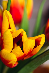 新鲜的郁金香特写微距拍摄的花束