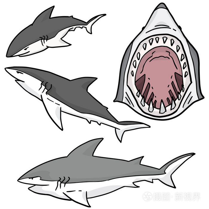 向量集的鲨鱼