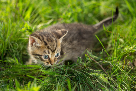 在绿色草地上的虎斑小猫