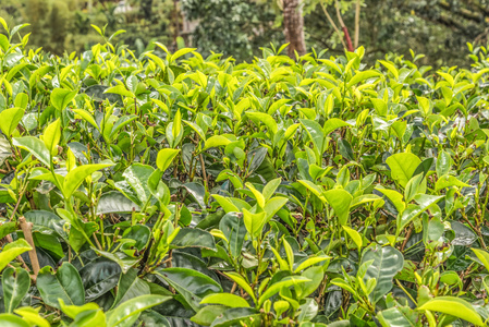 茶园。绿茶的芽和叶。印度