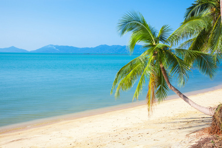 棕榈树和热带海滩