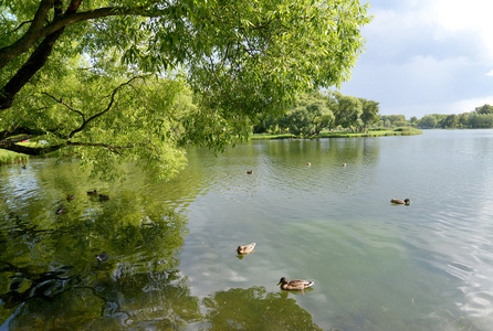 查看的霍尔金池塘在 Kolonistsky 公园。彼得夏宫