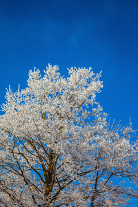 圣诞节早晨下雪的北方森林