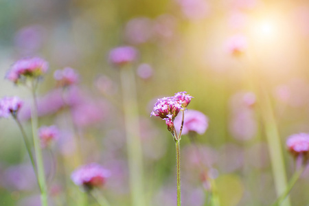 花园里的紫色花