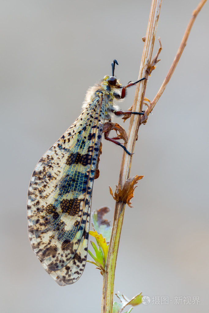 蚁狮palpareslibelluloide