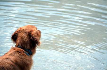 狗在湖里玩